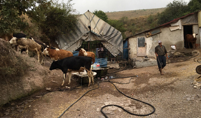 Küflenmiş ekmekleri yiyip telef olan ineklerin sahibi: Ne yapacağız böyle Küflenmiş ekmekleri yiyip telef olan ineklerin sahibi: Ne yapacağız böyle