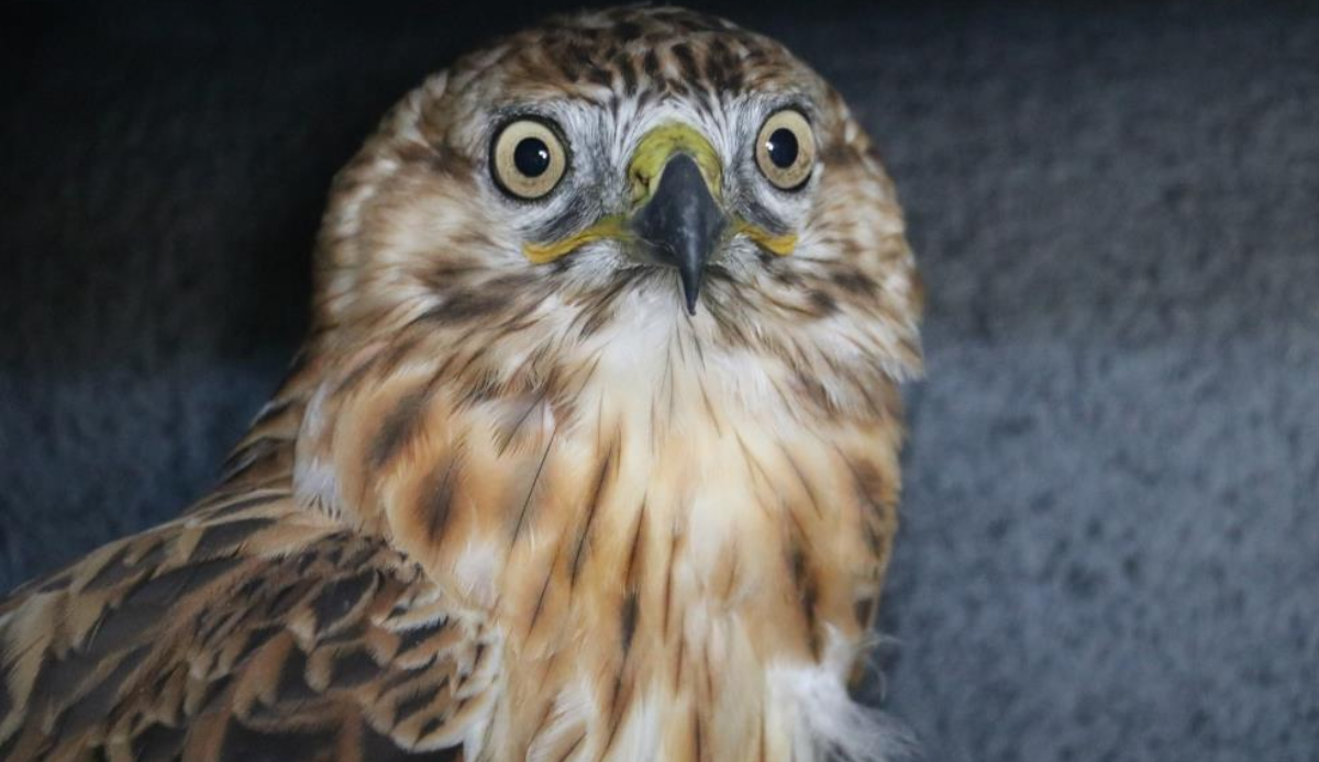 Kanadı kırık halde bulunan 'gökyüzünün aslanı' tedavi altına alındı