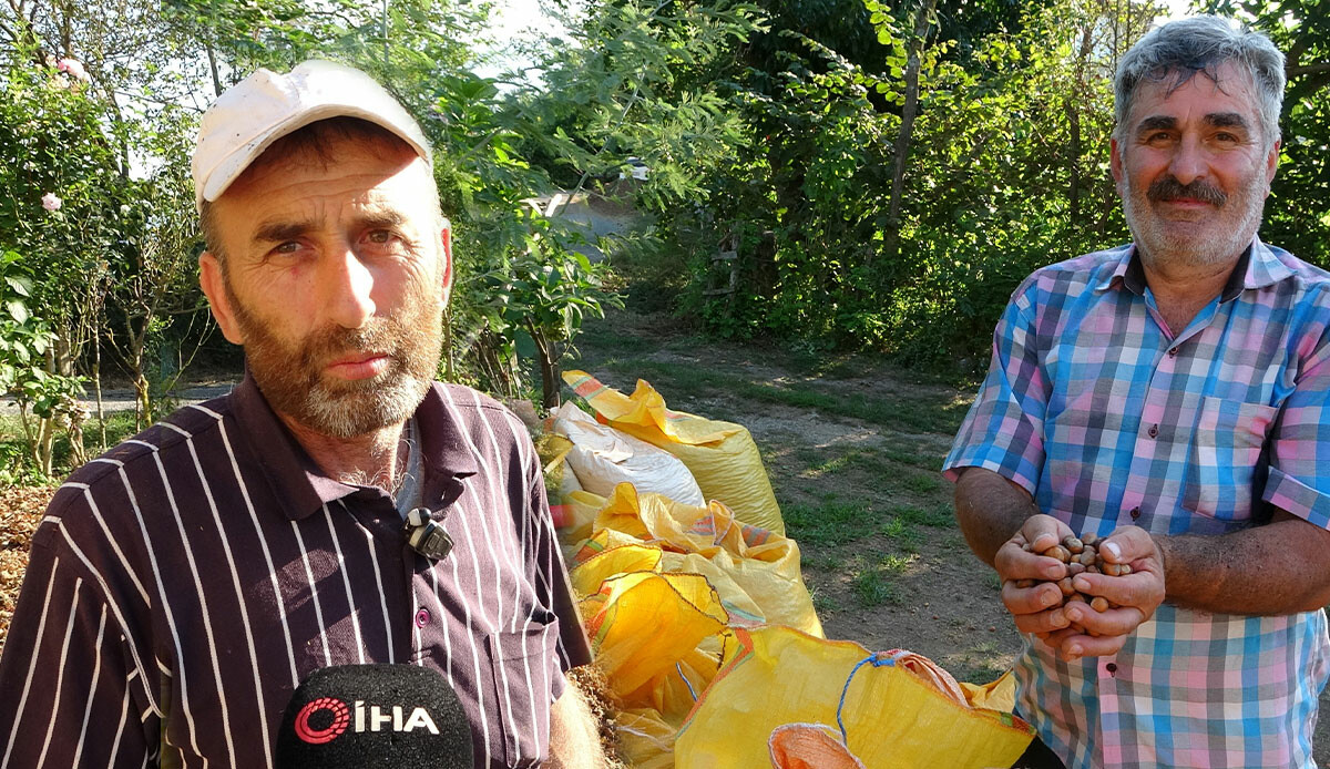 Vatandaşların en önemli geçim kaynağı… Yılda sadece 1,5 ay çalışıp, saatlik 2 bin TL kazanıyorlar!