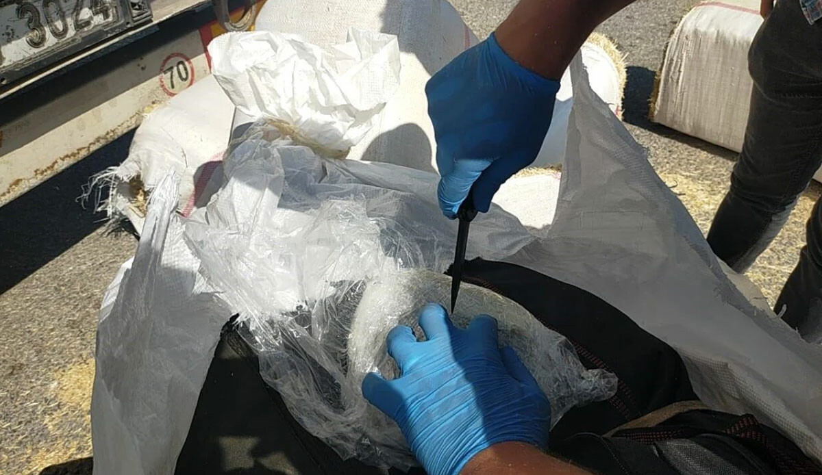 Narkotik köpeği tırda 172 kilo Skunk yakaladı