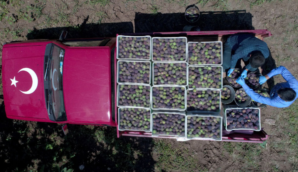 En önemli döviz kaynaklarından biri! Anadolu'dan toplanıp Buckingham Sarayı’na gidiyor: Yıllık 30 bin ton ihraç ediliyor, 2 aylık hasat başladı