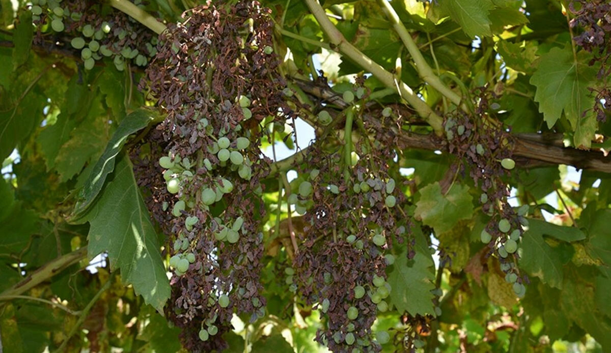 Mildiyö salgını çiftçinin korkulu rüyası oldu: Yaşım 70 böyle bir şey görmedim, rekolte yüzde 75 düştü