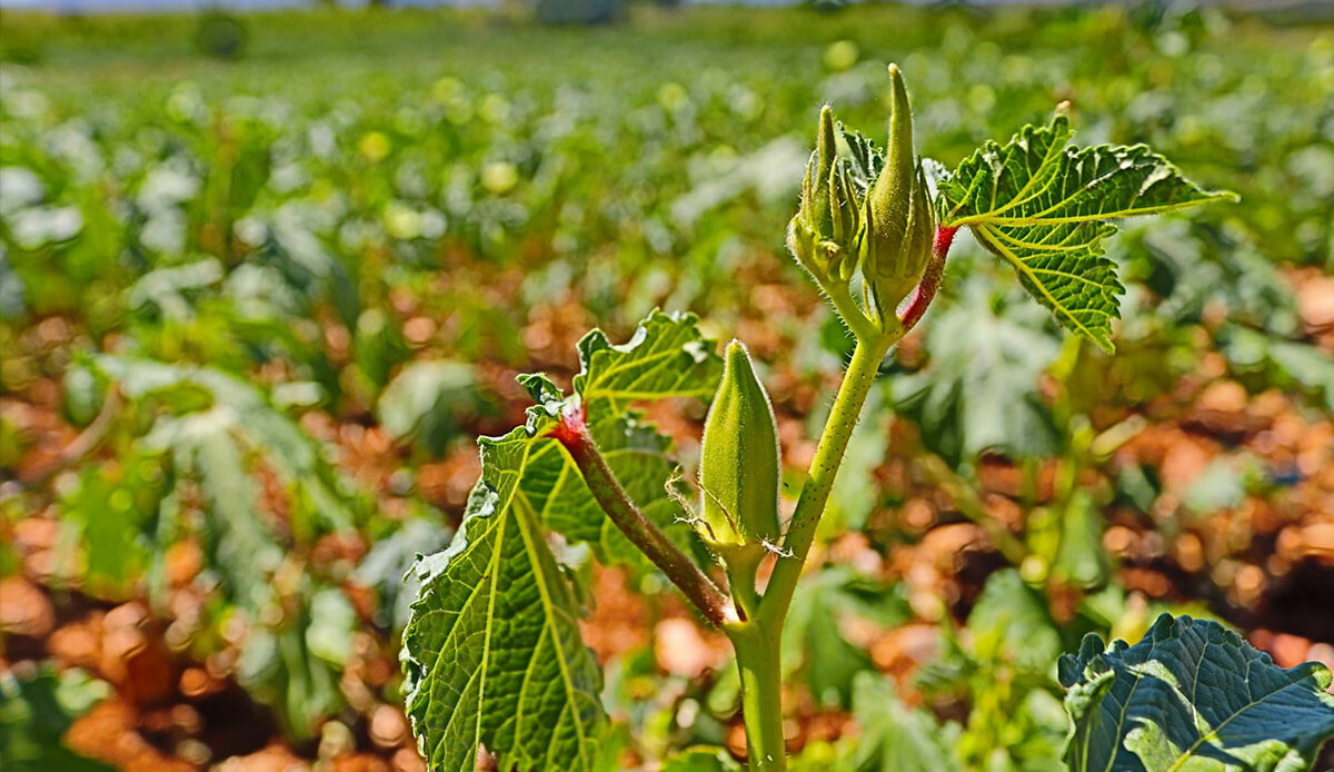 Topraktan ‘yeşil altın’ çıkartıyorlar: Fiyatı bin TL’ye yaklaşıyor, rekolte ise düşük