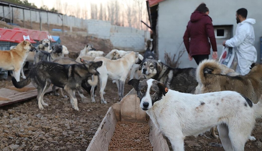 Uzman isim 'sokak köpekleri' için çözüm önerisi sundu: Problem iki yılda biter...