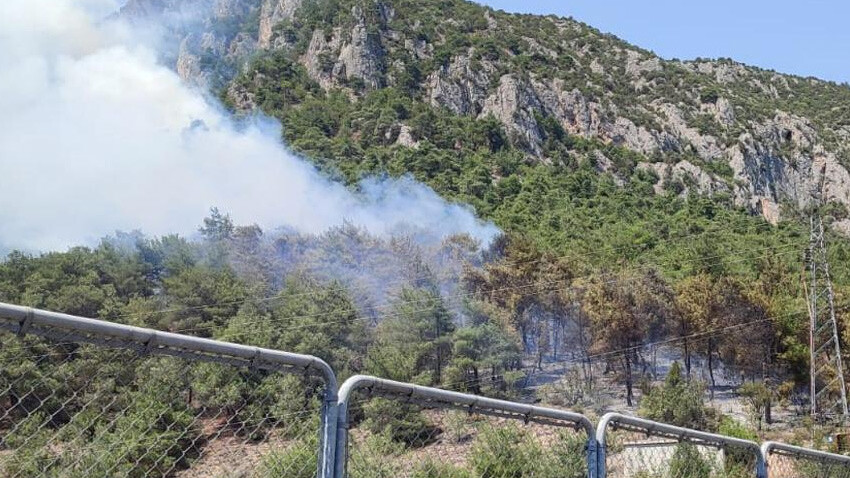 Bilecik'te orman yangını