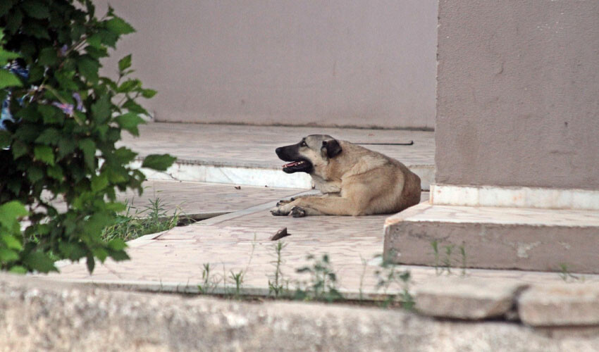 Küçük çocuğu köpek saldırısından esnaf kurtardı: Bir daha ısıracaklar diye tedirginim Küçük çocuğu köpek saldırısından esnaf kurtardı: Bir daha ısıracaklar diye tedirginim