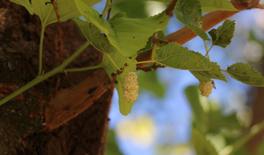 700 yıl yaşadı, kanser olduğunu öğrenen köy sakinleri üzüntü içinde kaldı