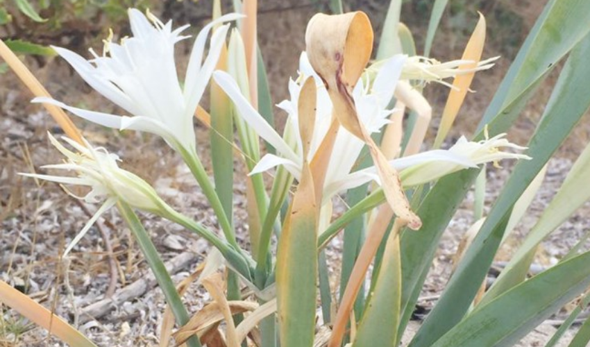 Nesli tükeniyor...Koparmanın cezası 244 bin TL