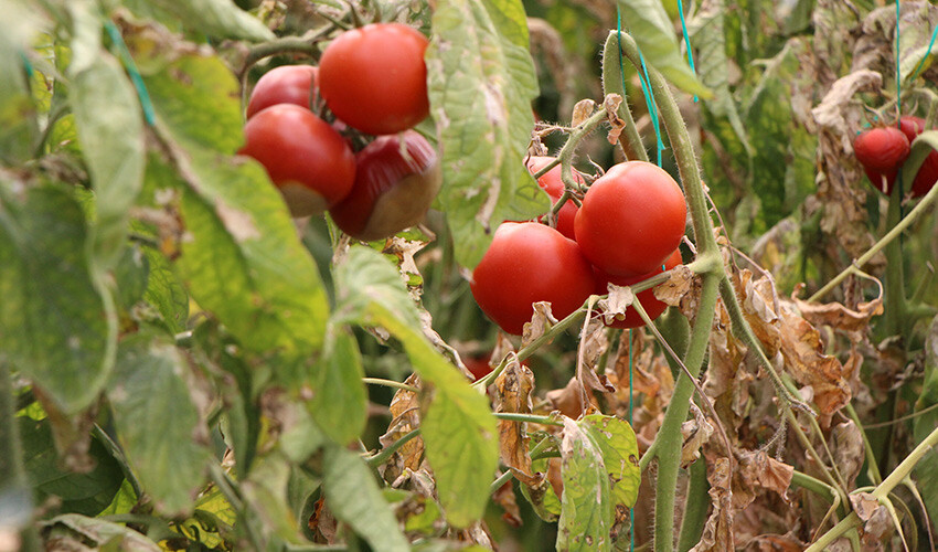 Amasya'da milli servet yok oluyor, güve yüzünden hasat erken bitti