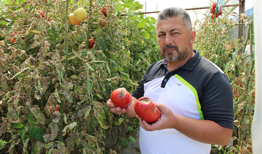 Amasya'da milli servet yok oluyor, güve yüzünden hasat erken bitti