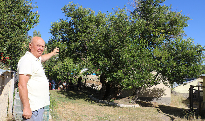 700 yıl yaşadı, kanser olduğunu öğrenen köy sakinleri üzüntü içinde kaldı