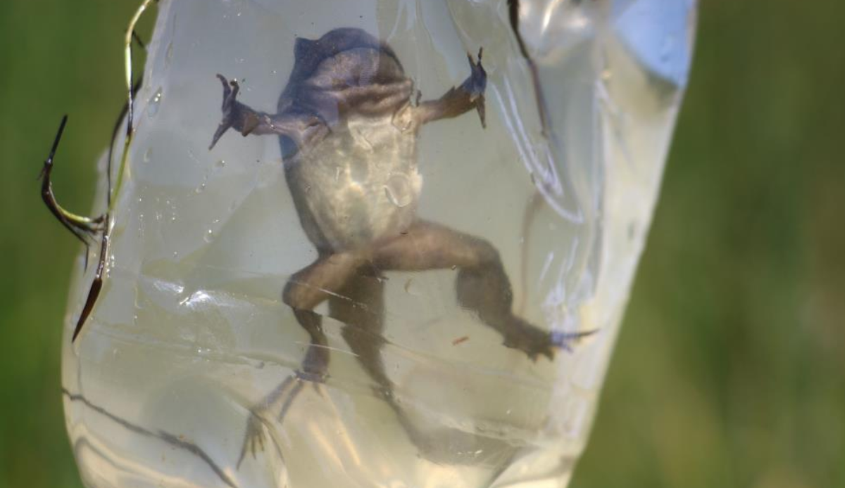 Bozkırın ortasında bir vaha...Kaz Gölü maden tehdidi altında!