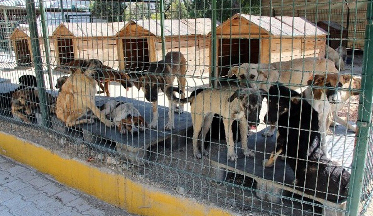 Kendilerine 'hayvansever' diyorlar! Hasta hayvanları kullanıp servet kazanıyorlar Kendilerine 'hayvansever' diyorlar! Hasta hayvanları kullanıp servet kazanıyorlar