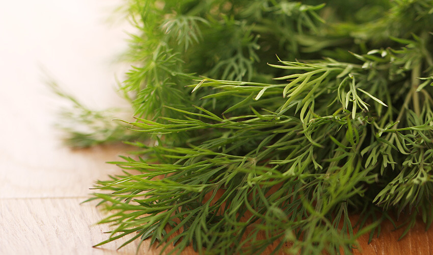 Her yemeğinize katmak isteyeceksiniz: Şifalı ot felç riskini engelliyor