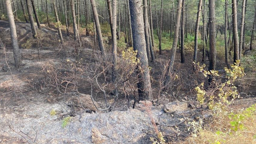 Maltepe’deki korkutan orman yangının hasarı hava aydınlanınca ortaya çıktı