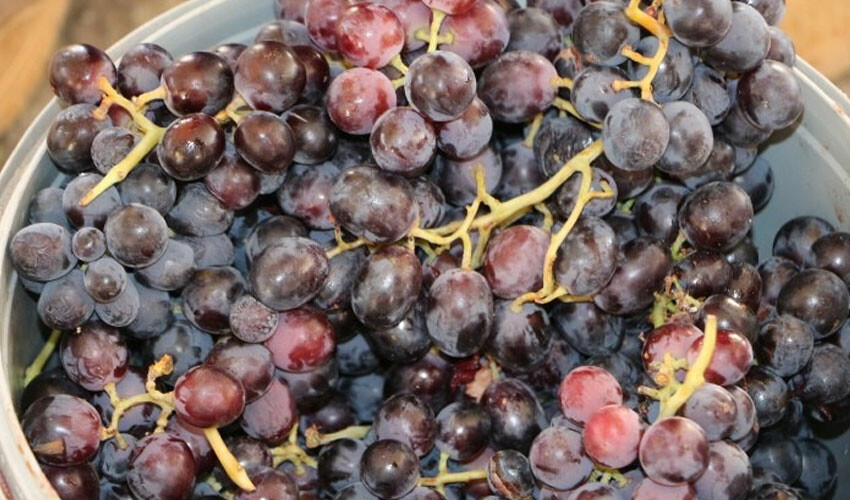 Organik pazara ilgi yoğun: Domates, biber ve patlıcan 10 TL'den satılıyor