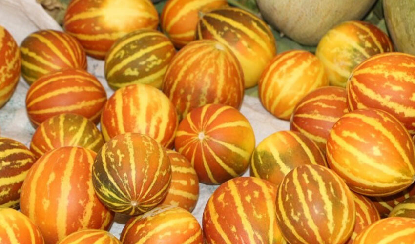 Organik pazara ilgi yoğun: Domates, biber ve patlıcan 10 TL'den satılıyor