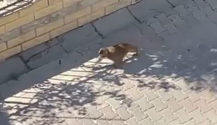 İstanbul'da akıl almaz olay! Sahibinden kaçan maymun dehşet saçtı: Yaralılar var