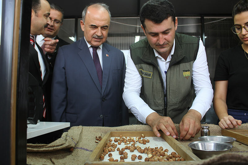 İlk fındık piyasanın üstünde satıldı: Randıman yüksek, üretici memnun İlk fındık piyasanın üstünde satıldı: Randıman yüksek, üretici memnun