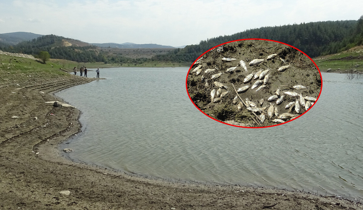 Yüzlercesi kıyıya vurdu, vatandaşlar tedirgin! Kocasu Deresi’ndeki korkutan balık ölümleri