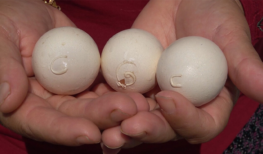 Beslediği tavuğun yumurtalarını toplayan çiftçi hayatının şokunu yaşadı: İlk defa görüyorum