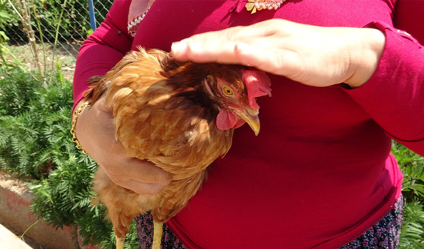 Beslediği tavuğun yumurtalarını toplayan çiftçi hayatının şokunu yaşadı: İlk defa görüyorum