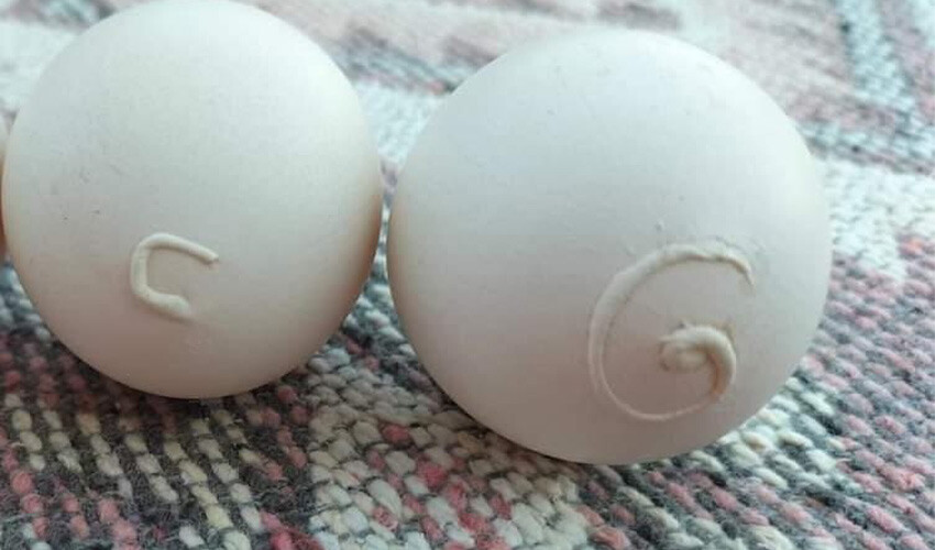 Beslediği tavuğun yumurtalarını toplayan çiftçi hayatının şokunu yaşadı: İlk defa görüyorum