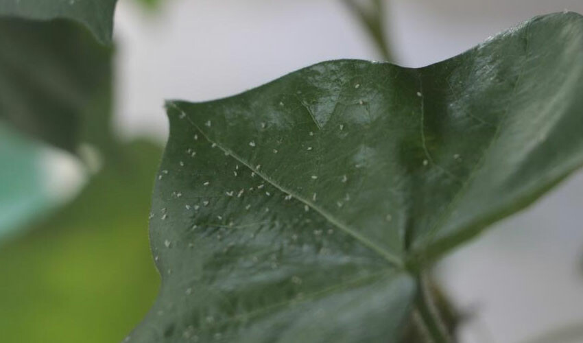 Sıcak hava ve nem ortaya çıkarıyor... Vatandaşları tedirgin ediyor! Uzmanlar açıklık getirdi