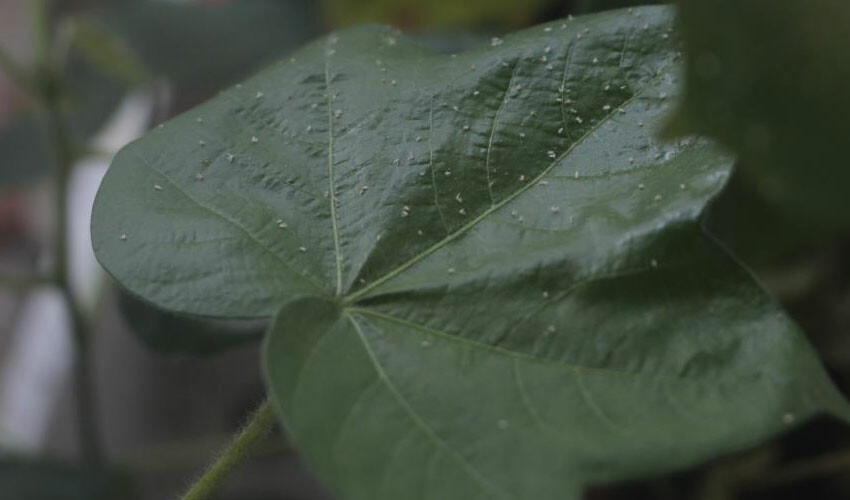 Sıcak hava ve nem ortaya çıkarıyor... Vatandaşları tedirgin ediyor! Uzmanlar açıklık getirdi