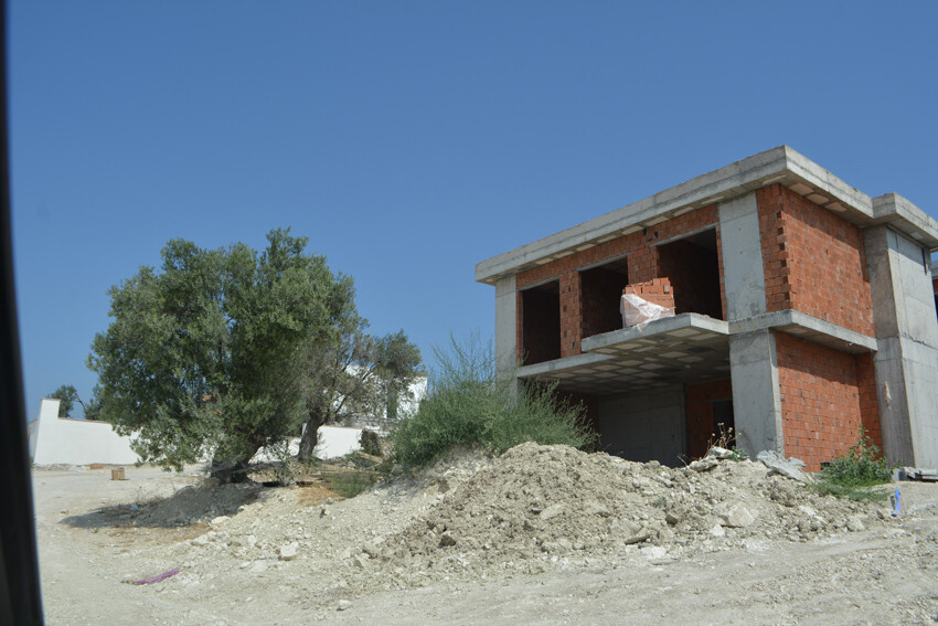 Zeytinliklerde katliam var! Ağaç yerine beton yükseliyor Zeytinliklerde katliam var! Ağaç yerine beton yükseliyor
