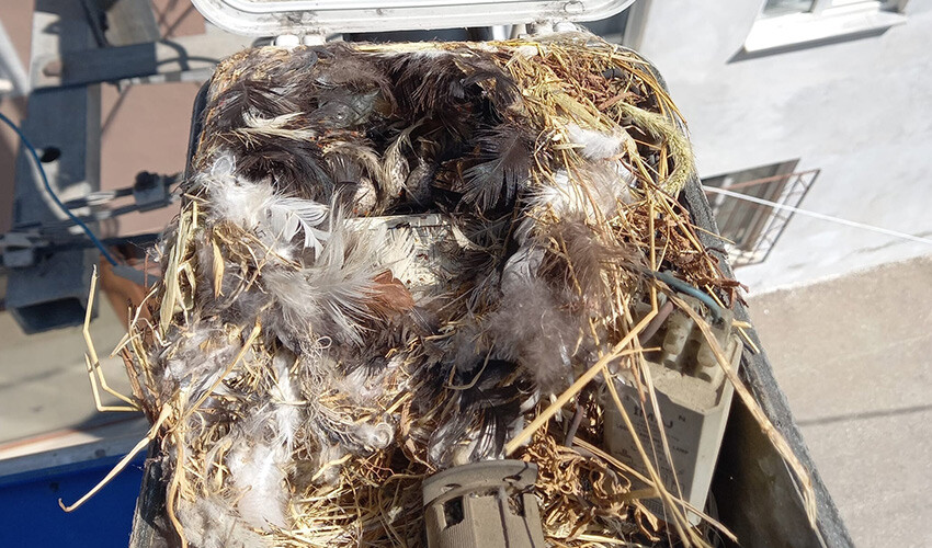 Sokak lambasındaki kuş yuvası herkesi şaşırttı: Ekipler çözüm üretti