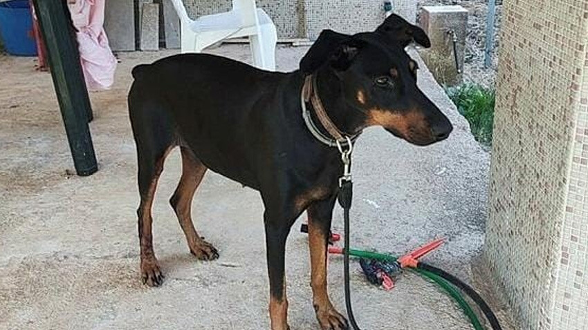 Kayıp ekonomist Berzeg olayı: Tüm gerçekler 74 gün sonra dönen Tina'nın tasmasında gizli