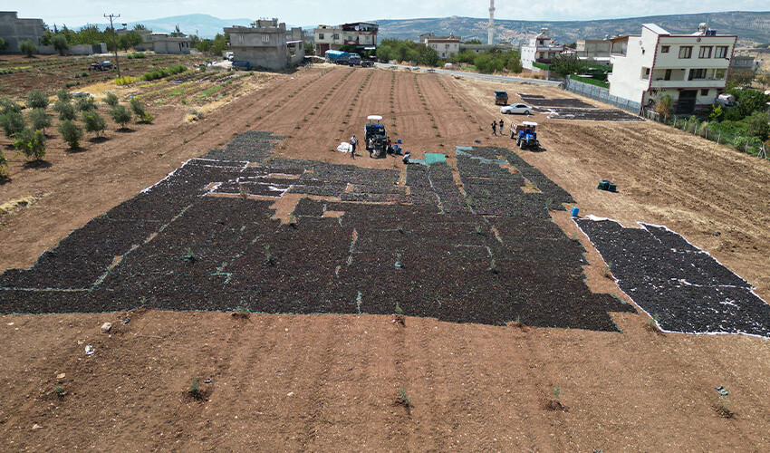 Tarlalarda üzüm nöbeti: Her yer siyaha büründü