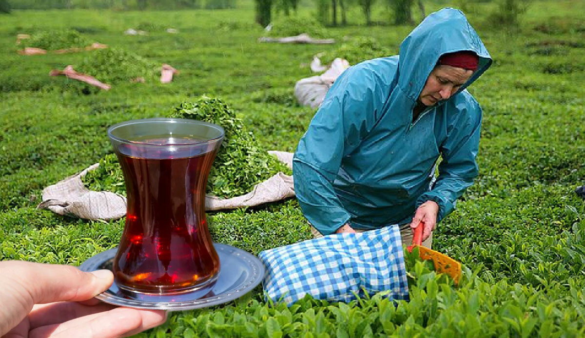 Çay üreticileri iki kez sevinecek! ÇAYKUR ödemeleri bugün hesapta Çay üreticileri iki kez sevinecek! ÇAYKUR ödemeleri bugün hesapta