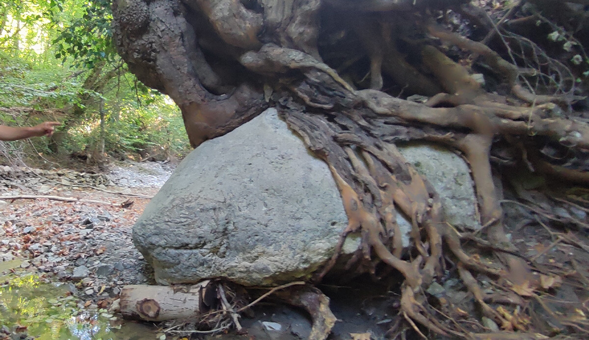 Kartalın avını pençelerinin arasına sarması gibi! 300 yıllık çınar 2 tonluk kayayı askıda tutuyor