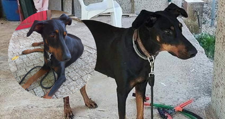 Korhan Berzeg kimdir? Korhan Berzeg bulundu mu? Esrarengiz şekilde kaybolmuştu!