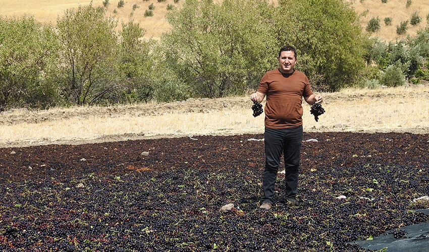 Tarlalarda üzüm nöbeti: Her yer siyaha büründü