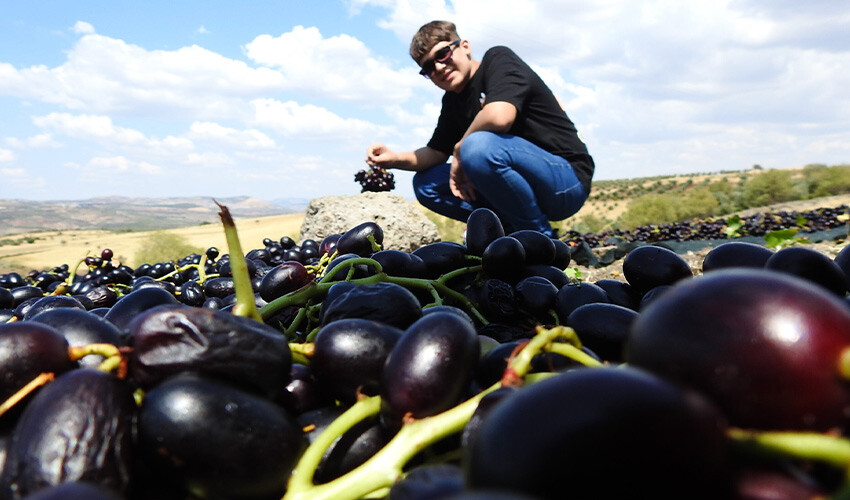 Tarlalarda üzüm nöbeti: Her yer siyaha büründü