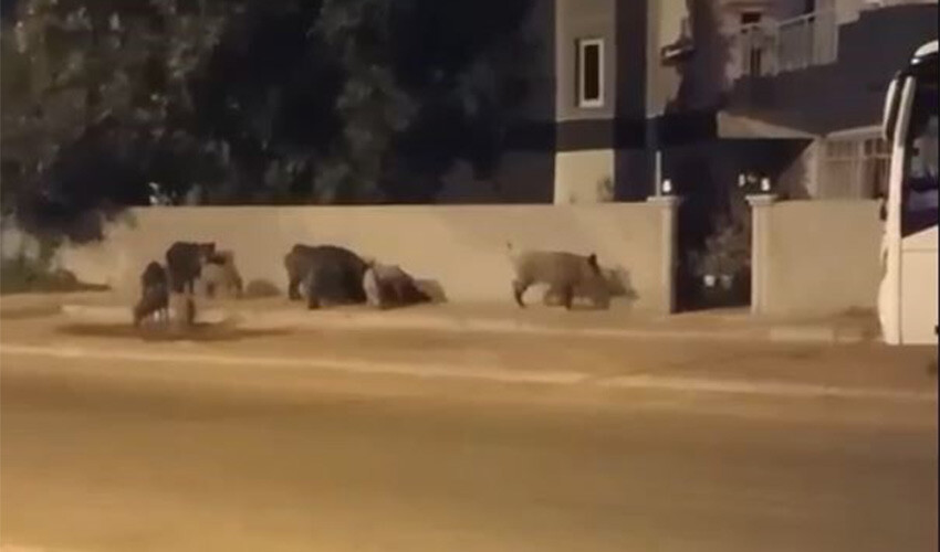 Şehre inip evlerin kapısına dayandılar: Mahalleli evine giremedi Şehre inip evlerin kapısına dayandılar: Mahalleli evine giremedi