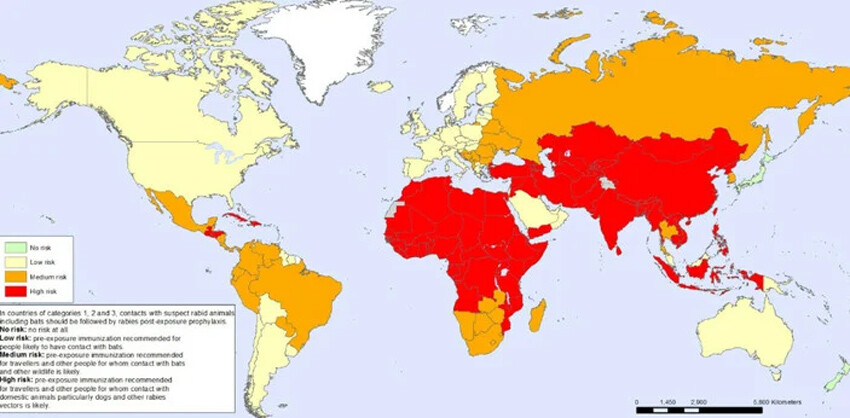 Başıboş köpekler yüzünden kuduz riski yüksek ülkeler arasındayız