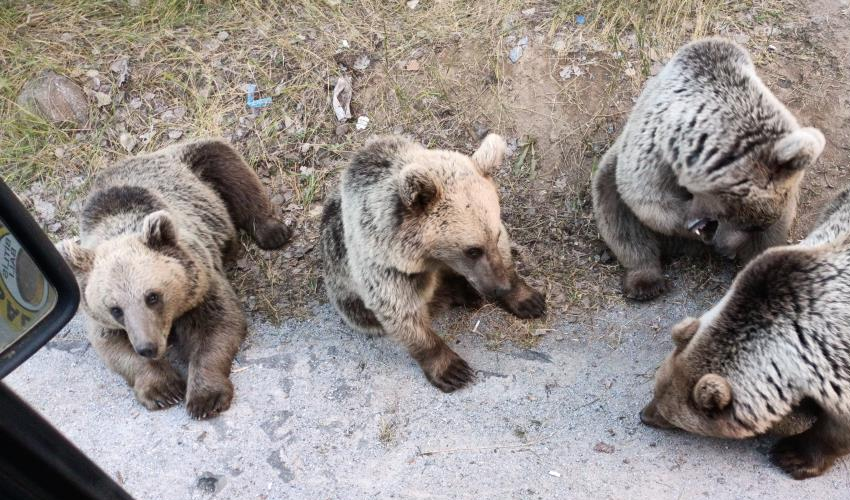 Ayılara şeker vermek istedi: Saldırıya uğradı