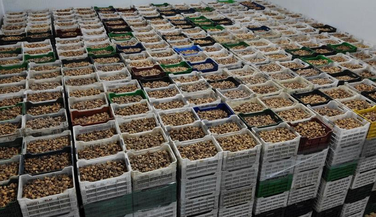 Kuru incirde sezon başladı, üreticilerin beklediği haberi TARİŞ duyurdu: Fiyatlar belli oldu Kuru incirde sezon başladı, üreticilerin beklediği haberi TARİŞ duyurdu: Fiyatlar belli oldu