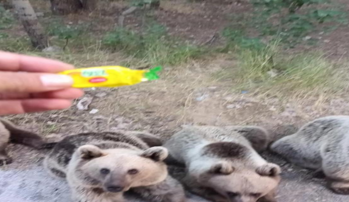 Ayılara şeker vermek istedi: Saldırıya uğradı Ayılara şeker vermek istedi: Saldırıya uğradı
