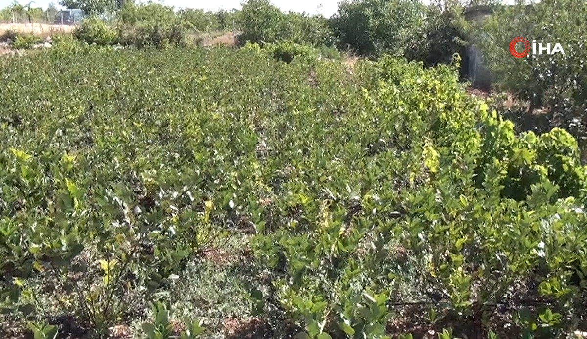 Amerika’dan getirildi, şimdi de ihraç ediliyor! Bahçede 200, manavlarda 400 TL, Rusya’da reçete ile alınabiliyor: Bakanlık teşvik bile veriyor