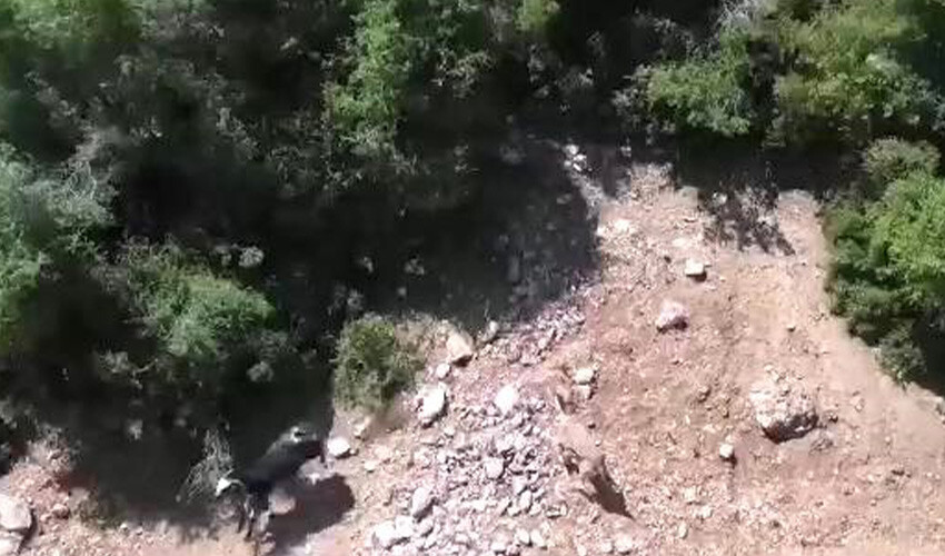 Teknolojik çobandan akıllara durgunluk veren yöntem: Keçilerine dadanan kurdu drone ile buldu