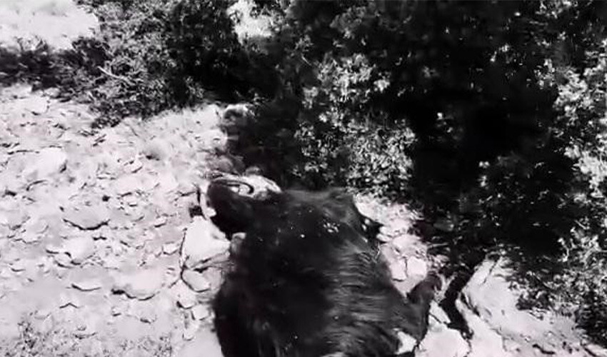 Teknolojik çobandan akıllara durgunluk veren yöntem: Keçilerine dadanan kurdu drone ile buldu