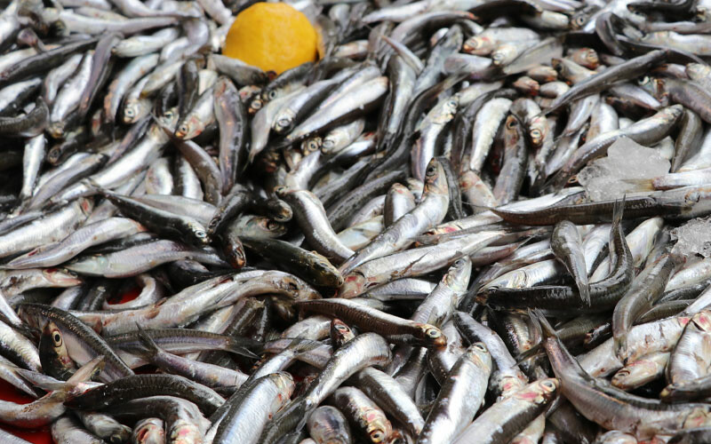 Bolluk fiyatlara da yansıdı… Av sezonunun ilk balıkları tezgahlarda!