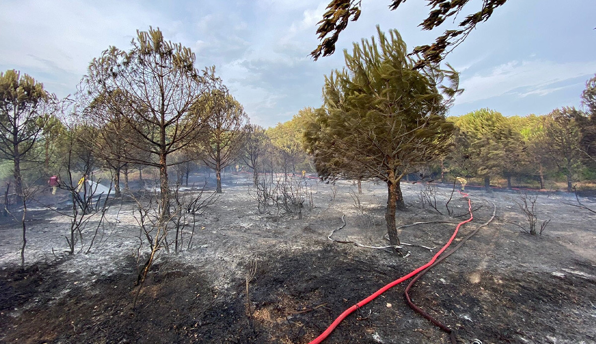 Çanakkale Biga&#039;da orman yangını! Ekipler kısa sürede müdahale etti