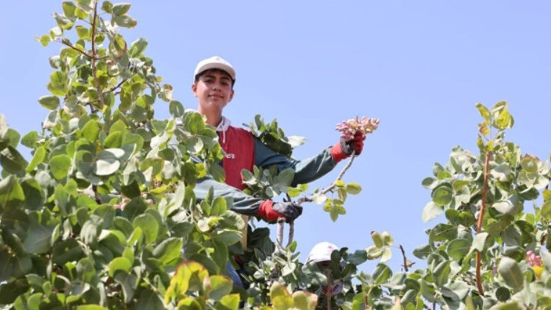 yeşil altın- Gaziantep