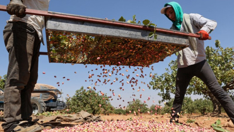 gaziantep- yeşil altın-2